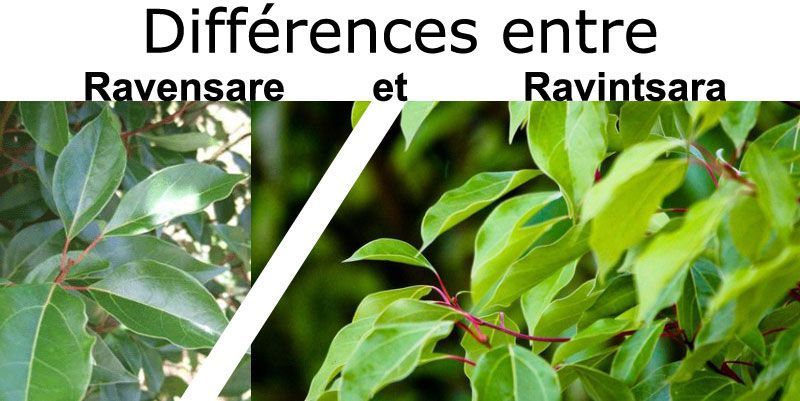 Différences entre Ravensare et Ravintsara