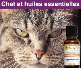 Le chat et les huiles essentielles