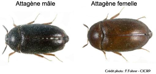 Différence entre l'attagène mâle et l'attagène femelle