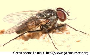 la petite mouche domestique - Fannia canicularis