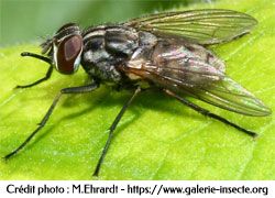 la mouche des étables - Stomoxys calcitrans