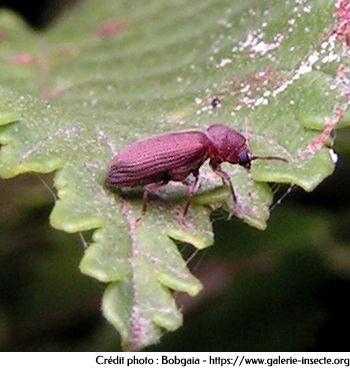 The wood beetle