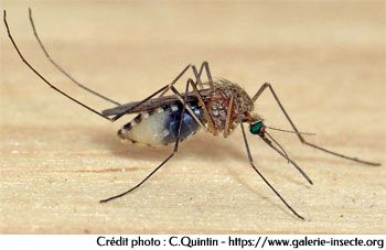 Le moustique culex. Un Vecteur de maladies