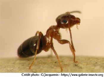 La fourmi des maisons - Lasius brunneus