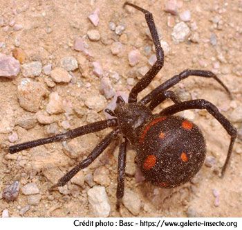 L'araignée : Latrodectus tredecimguttatus
