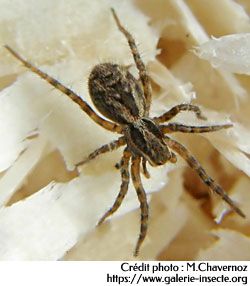 L'araignée : Lycosa narbonensis