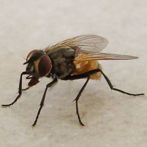 la mouche domestique - Musca domestica