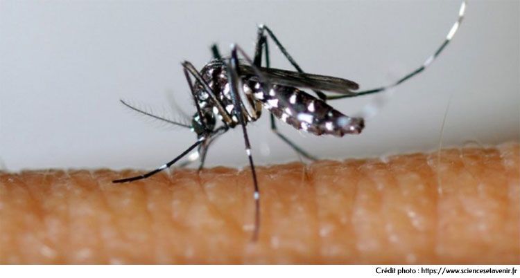 Le moustique tigre Aedes albopictus - Dengue, Chikungunya, Zika