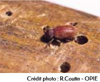 Les larves de vrillette des bois constituent les hôtes les plus fréquentes des sclérodermes