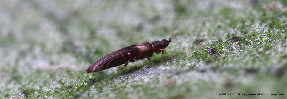 Le thrips