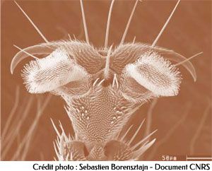 Vue en microscope de l’extrémité d'une patte de mouche