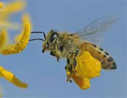 Cire d'abeille cosmétique en pépites BIO - 125g - Anaé