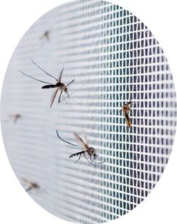 Moustiquaire anti-moustique et mouches à 13,90 € - Kapo