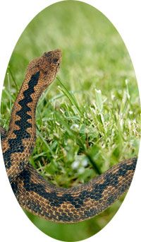 ALT'O SERPENTS - Répulsif serpent en granulés – 300 gr à 9,90 € - Penntybio