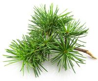 Cedrus atlantica