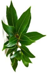 Ravintsara - Cinnamomum camphora