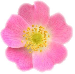 fleur de rose musquée
