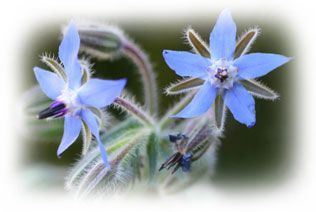 Fleurs de Bourrache Fleurs de Bourrache