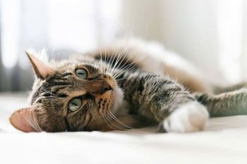 Le chat et les huiles essentielles
