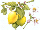 citron