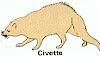 civette