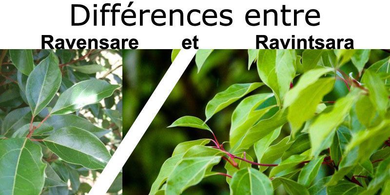différence entre le Ravensare et le Ravintsara différence entre le Ravensare et le Ravintsara