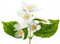 Fleur de Jasmin