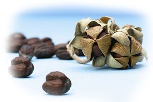 Graines de Jojoba Graines de Jojoba
