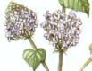 menthe