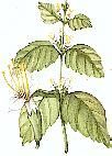 patchouli
