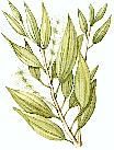 tea tree
