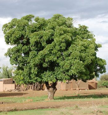 Vitellaria Paradoxa - Arbre à karité