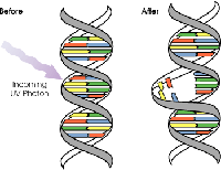 protection solaire: mutation ADN