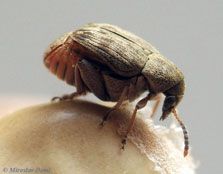 La bruche du haricot - Acanthoscelides obtectus