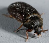 L'attagène des tapis, Attagenus unicolor