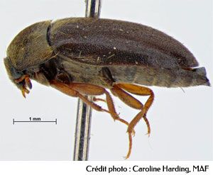 L'attagène des tapis, Attagenus unicolor L'attagène des tapis, Attagenus unicolor