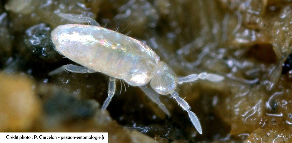 Collembole Cyphoderus albinus