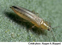 Thrips Californien - Frankliniella occidentalis