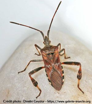 Punaise américaine - Leptoglossus occidentalis