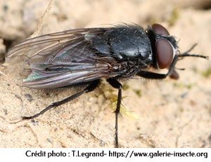 La mouche des greniers - Pollenia amentaria
