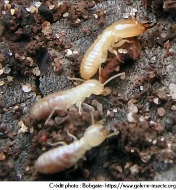 Termite - Reticulitermes lucifugus