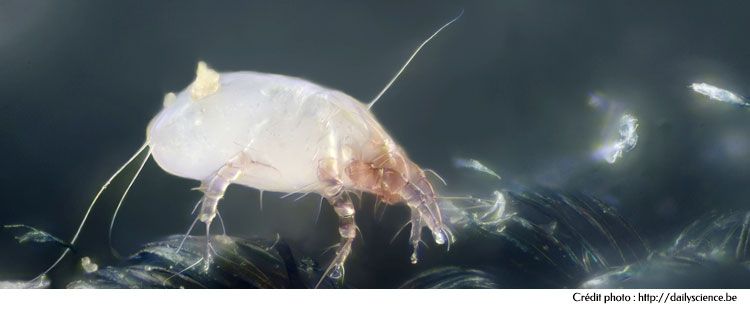 Acarien des lits - Dermatophagoides pteronyssinus