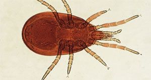Acarien des maisons - Glycyphagus domesticus
