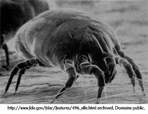 Acarien des lits - Dermatophagoides pteronyssinus