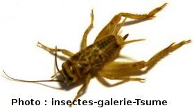 le grillon,Acheta domestica