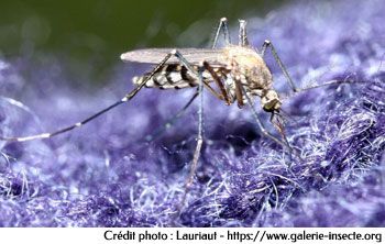 Le moustique aedes