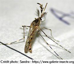Le moustique aedes