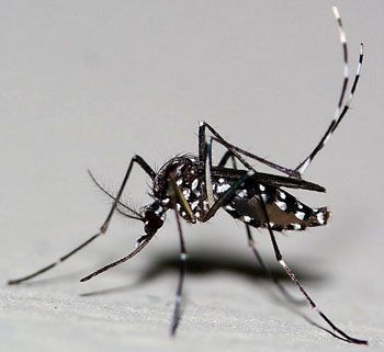 Le moustique tigre Aedes albopictus - Dengue, Chikungunya, Zika Le moustique tigre Aedes albopictus - Dengue, Chikungunya, Zika