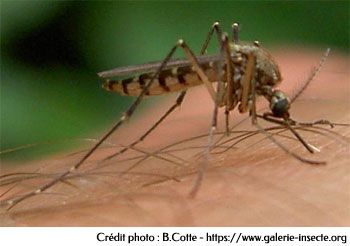 Le moustique - aedes vexans