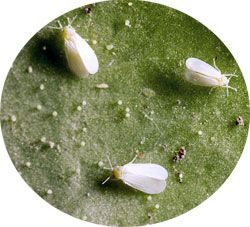 l'aleurode ou mouche blanche